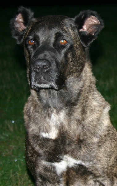 CH. Sirsee dit Cheyenne (Sans Affixe)
