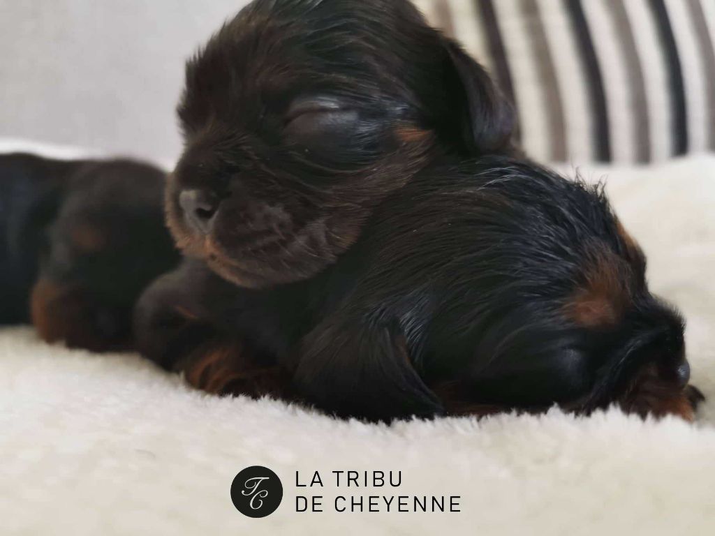 De La Tribu De Cheyenne - Les bébés sont nés 
