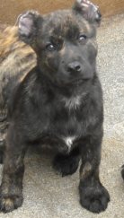 Fiona dit (Nala) Do Noroeste Suevo!!!