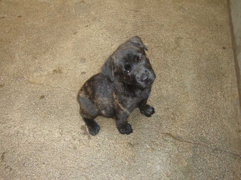 Nala Do Noroest Suevo