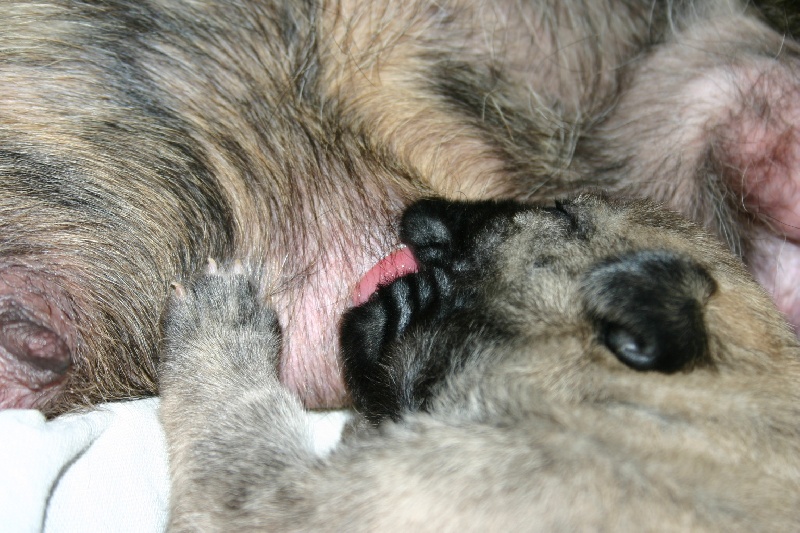 Les Bébés de Nala et de Top Gun!!!