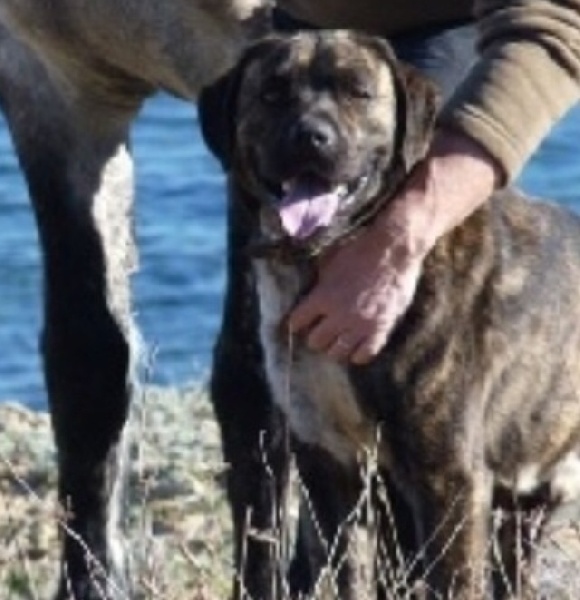 La descendance de Cheyenne !!!