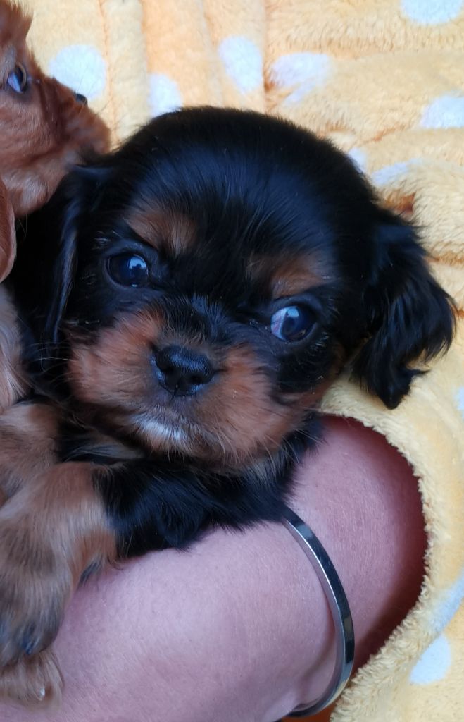 De La Tribu De Cheyenne - Cavalier King Charles Spaniel - Portée née le 01/04/2020