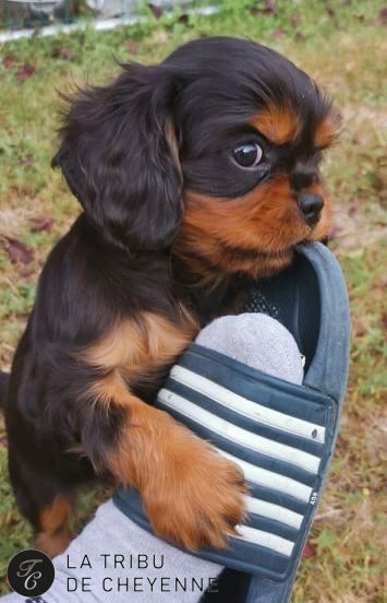 De La Tribu De Cheyenne - Cavalier King Charles Spaniel - Portée née le 24/06/2021
