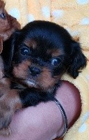 CHIOT
