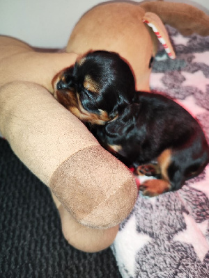 CHIOT 1