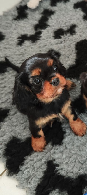 CHIOT 2